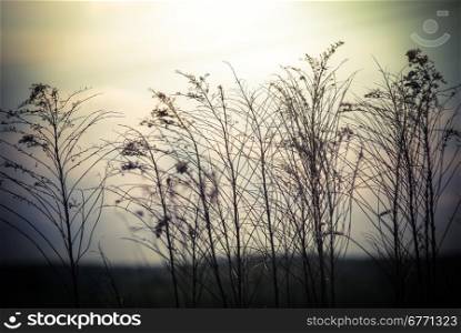 Abstract nature background with wild flowers and plants silhouettes at foggy mysterious sunrise. Early morning over the meadow at misty autumn. Blur effect