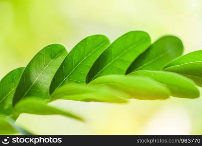 Abstract nature green leaf on tree beautiful with sunlight soft focus and green blur background / Close up leaves in summer garden