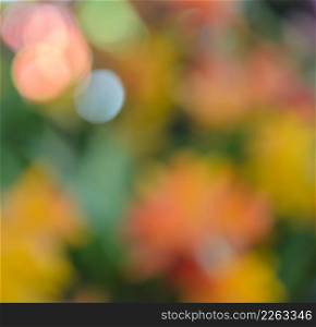 Abstract nature light background of defocus flower on spring
