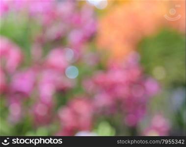 Abstract nature light background of defocus flower on spring