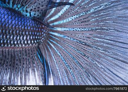 Abstract nature pattern, blue Siamese fighting fish, Betta Splendens, skin and scale profile