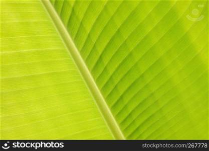 Abstract nature wallpaper, Close-up a part of green banana leaf vein and surface textured.