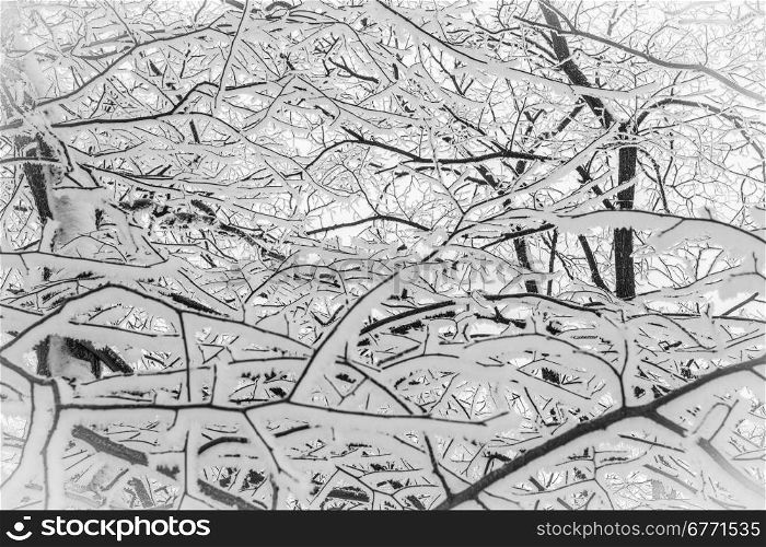 Abstract network of snow-covered branches of trees