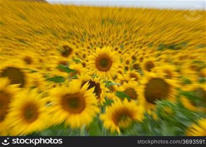 Abstract of a field of Sunflower