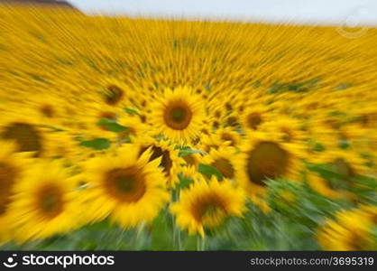 Abstract of a field of Sunflower
