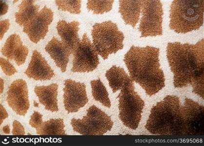 Abstract of giraffe pattern