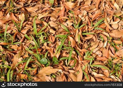 abstract of leaf and grass