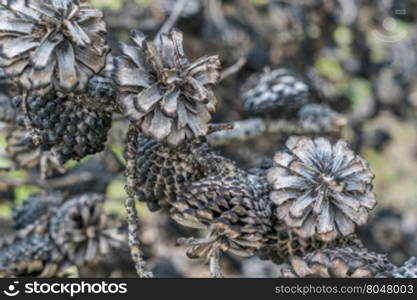 abstract of pine tree cones burned by wildfire, Rocky Mountains in Colorado