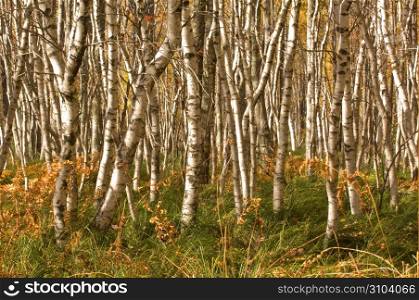 Abstract of tree trunks in forest