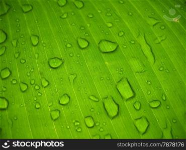 abstract of water drop on banana leaf