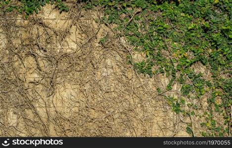 Abstract old dirty dark ivy root mossy plaster cement concrete wall texture and green vine leaves of green leaves or the Ivy tree that grows naturally background copy space text or design