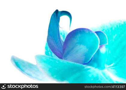 abstract orchid
