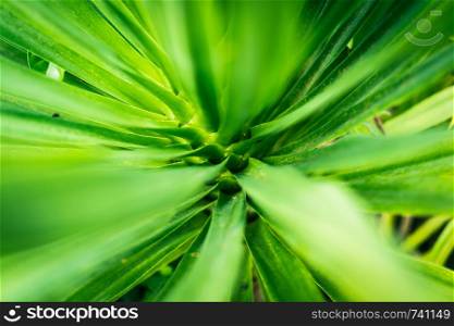 Abstract pattern background of green leaf