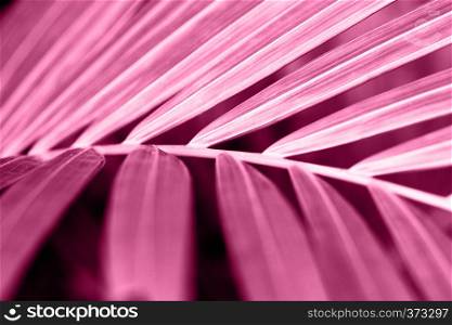 abstract picture - beautiful background of pink palm leaf, wallpaper