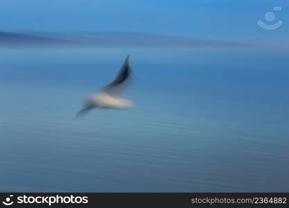 Abstract picture from seabird on the air in long exposure