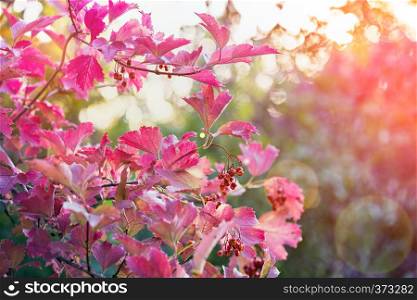 abstract pink autumn leaves background