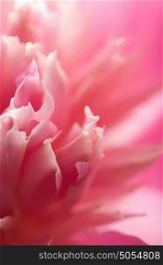 abstract pink peony flower