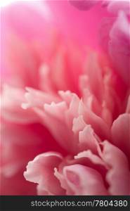 abstract pink peony flower background