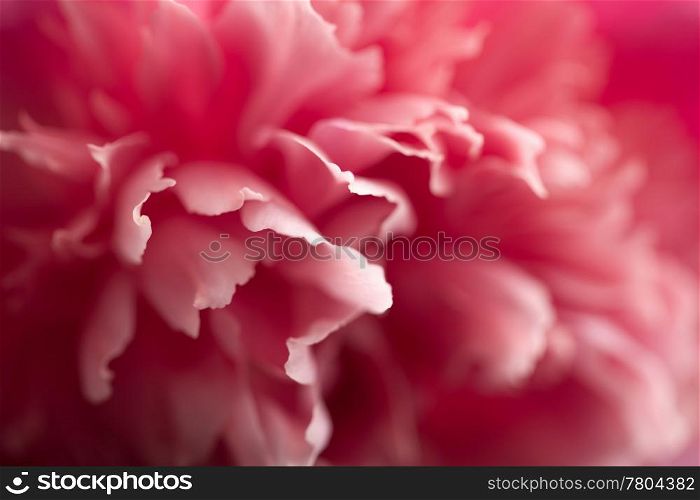 abstract pink peony flower background