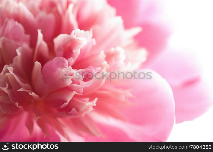 abstract pink peony flower isolated