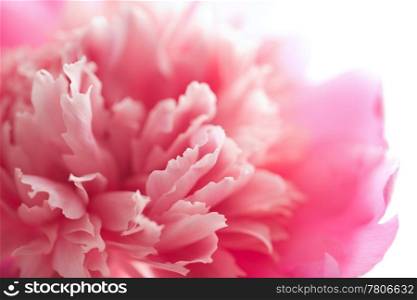 abstract pink peony flower isolated