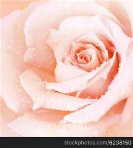 Abstract pink wet rose background, beautiful macro flower with morning dew, nature details