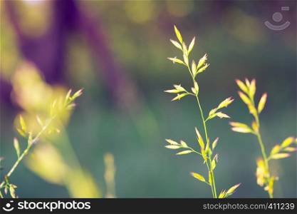 abstract purple grass blurred background