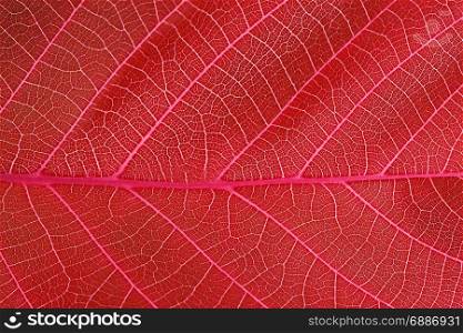 abstract red leaf macro background