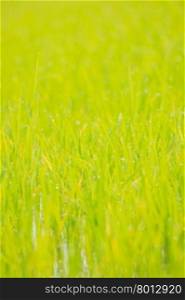 Abstract rice field with bokeh for background,extremely shallow depth of field.Natural concept,Background concept.