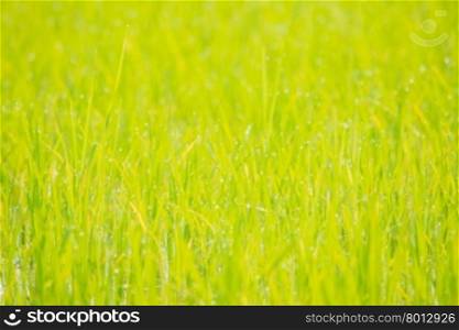 Abstract rice field with bokeh for background,extremely shallow depth of field.Natural concept,Background concept.