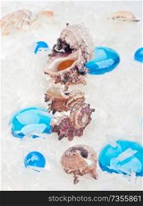 abstract sea background with blue glass pebbles and shell on white background