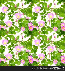 Abstract seamless pattern with pink flowers, buds and green leafs of dog-rose. Isolated on white background. Close-up. Studio photography.