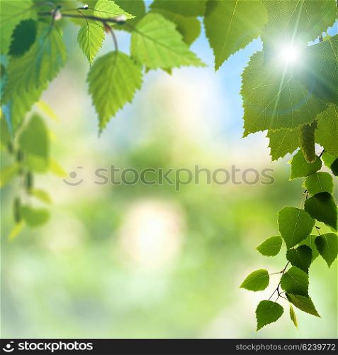 Abstract seasonal backgrounds with beauty bokeh and birch tree