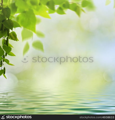 Abstract seasonal backgrounds with beech trees and beauty summer texture