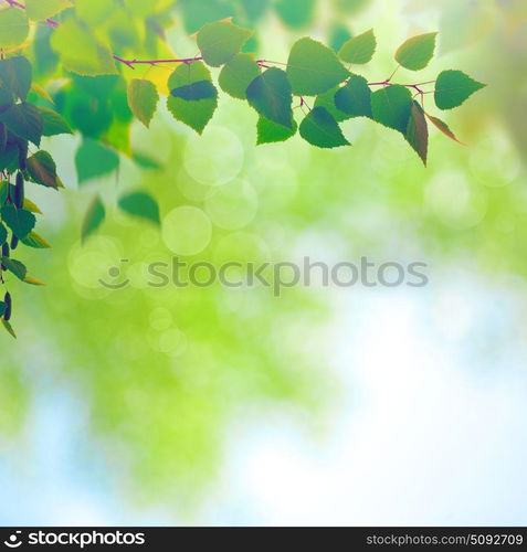 Abstract seasonal backgrounds with beech trees and beauty summer texture