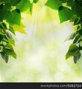 Abstract seasonal backgrounds with beech trees and beauty summer texture