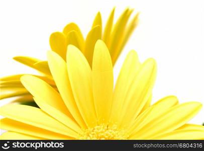 Abstract shot of bloom two yellow Gerberas with a white background.