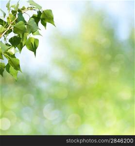 abstract spring and summer backgrounds with beautiful bokeh