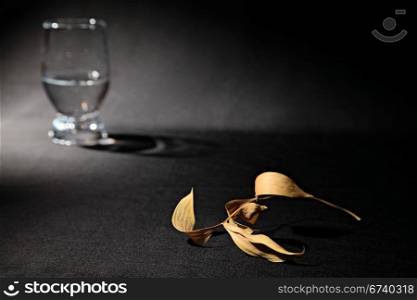 abstract stillife with dry leaf and glass with water