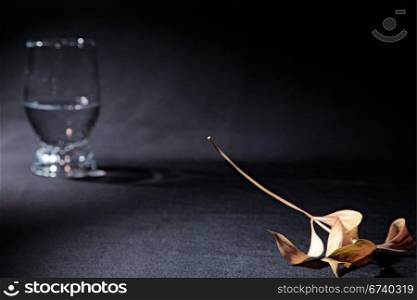 abstract stillife with dry leaf and glass with water