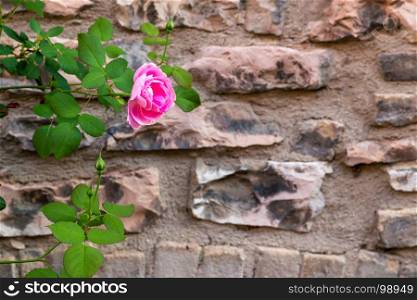 Abstract Stone Wall with beautiful rose. Background Image. Great for background use.