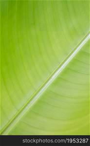 Abstract striped nature background, Details of Heliconia leaf, leaves pattern