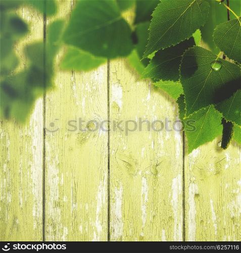 Abstract summer and spring backgrounds with foliage and wooden fence