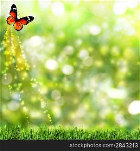 Abstract summer backgrounds with beauty butterfly