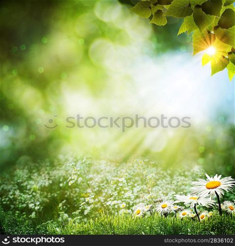 Abstract summer backgrounds with daisy flowers