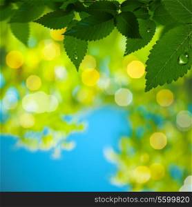 Abstract summer backgrounds with green foliage and morning dew