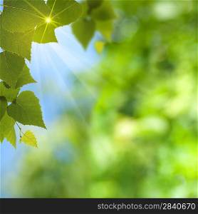 Abstract summer backgrounds with sun beam and leaf