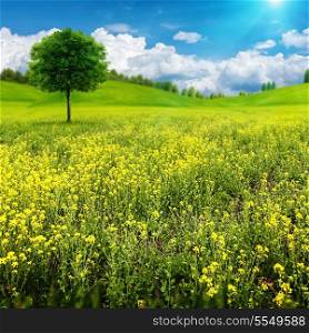 Abstract summer natural landscape with alone tree on the beauty meadow