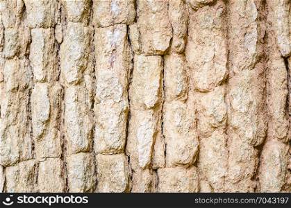 abstract texture background of tree bark, nature background