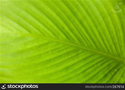 Abstract texture detail of green leaf with light from behind, Nature background with leaf structure, Close-up.